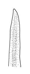 Macromitrium gracile, branch leaf apex, unbroken.
 Image: R.C. Wagstaff © All rights reserved. Redrawn with permission from Vitt (1983). 